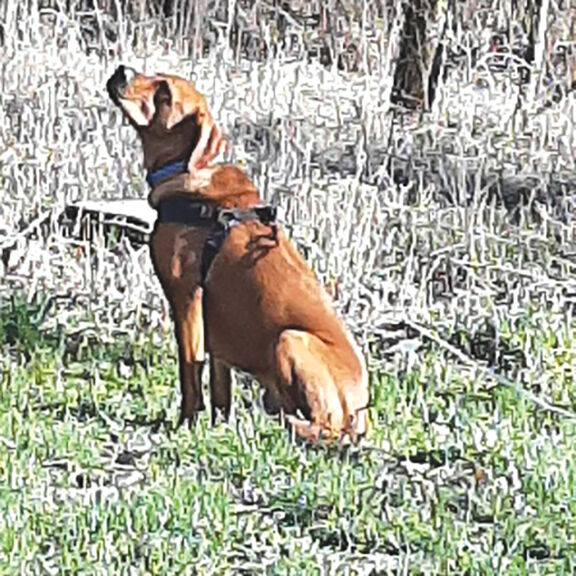 Pet Spot: Sammy described as pleasant goofball